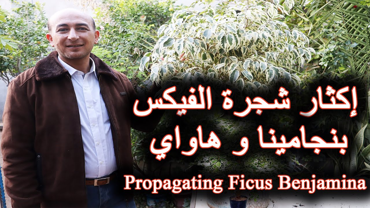 اكثار شجرة الفيكس بنجامينا بالعقل مع النتائج, Propagating Ficus Benjamina from Cuttings