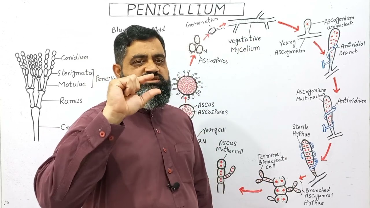 Penicillium Urdu/hindi medium@Prof. Masood Fuzail| Reproduction in Penicillium | Blue Green Molds