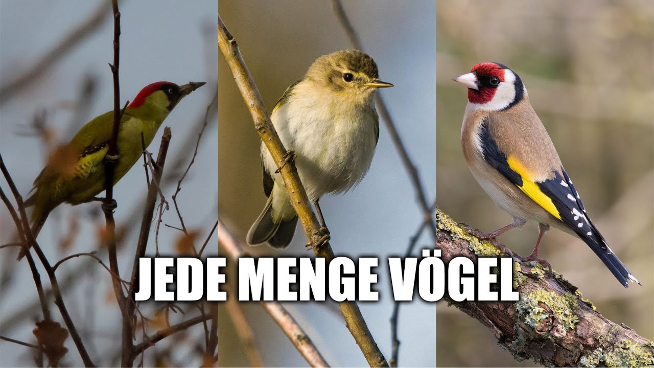 Alles ist voll! - Zugvögel in der Hecke