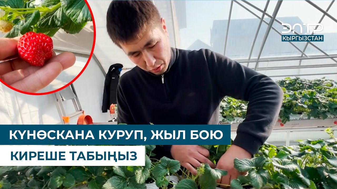 КҮНӨСКАНА КУРУП, ЖЫЛ БОЮ КИРЕШЕ ТАБЫҢЫЗ