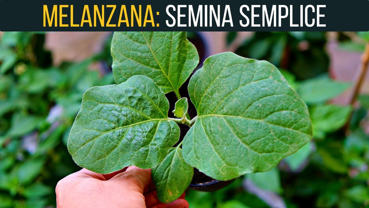 Come semino le mie Melanzane 🍆 | Food Stories