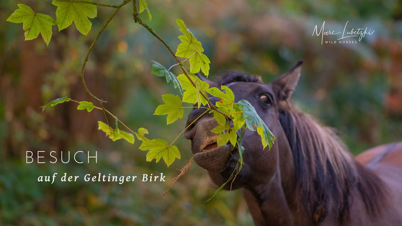 Besuch bei den Koniks auf der Geltinger Birk