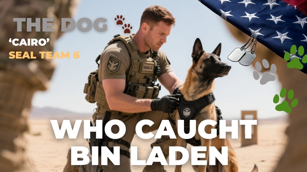 K9 Commando 🐾 The Navy SEAL Dog Who Helped Catch Osama Bin Laden 🇺🇸  #sealteam6 #dog #militarydogs
