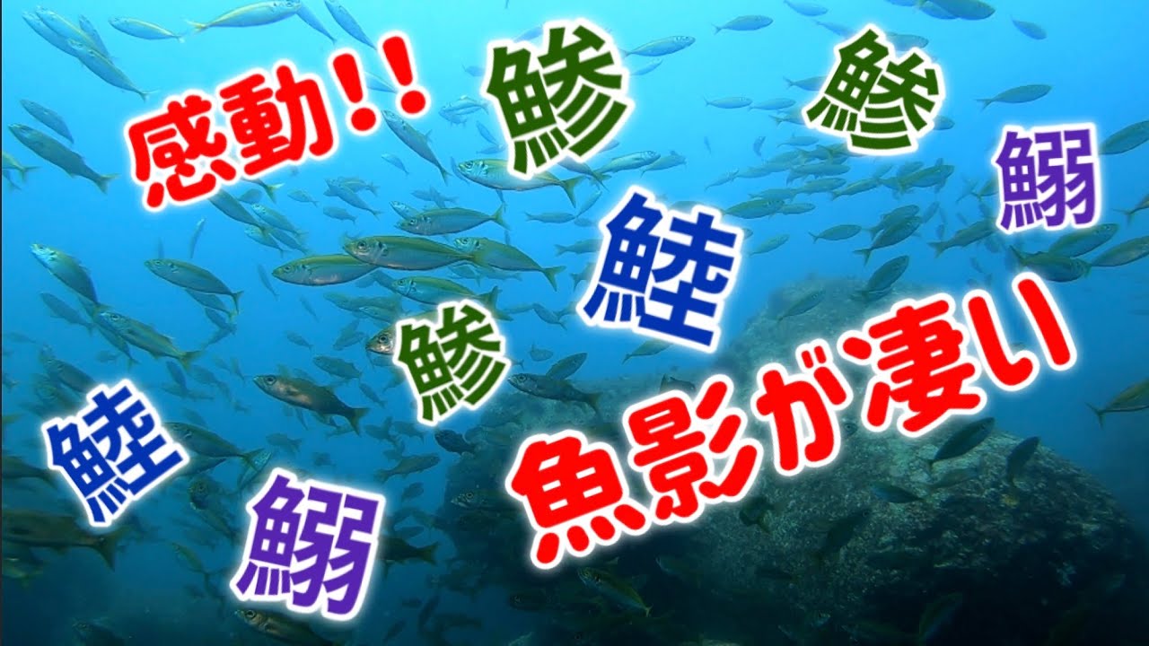 伊豆「八幡野」の防波堤周辺は魚がこんなに群れていた！
