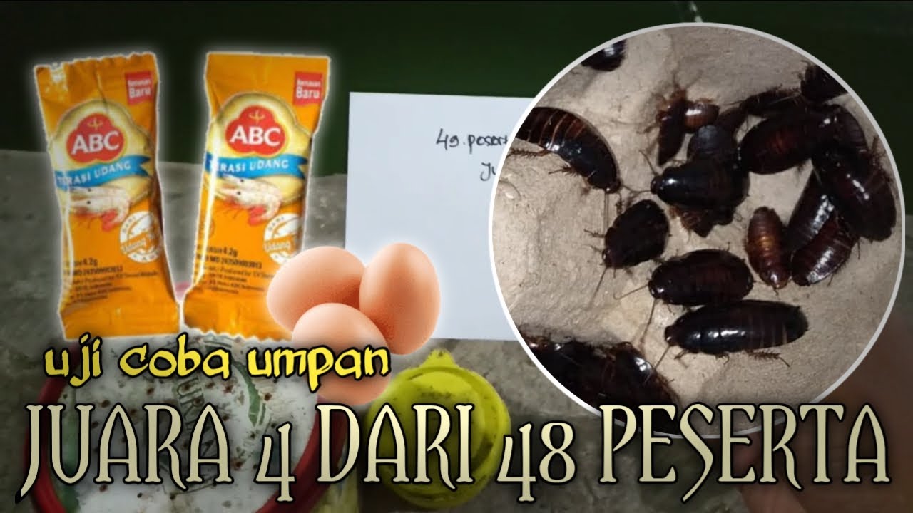 RACIKAN KECOA BATU KU BIKIN JUARA ‼️ UMPAN JITU MANCING LELE