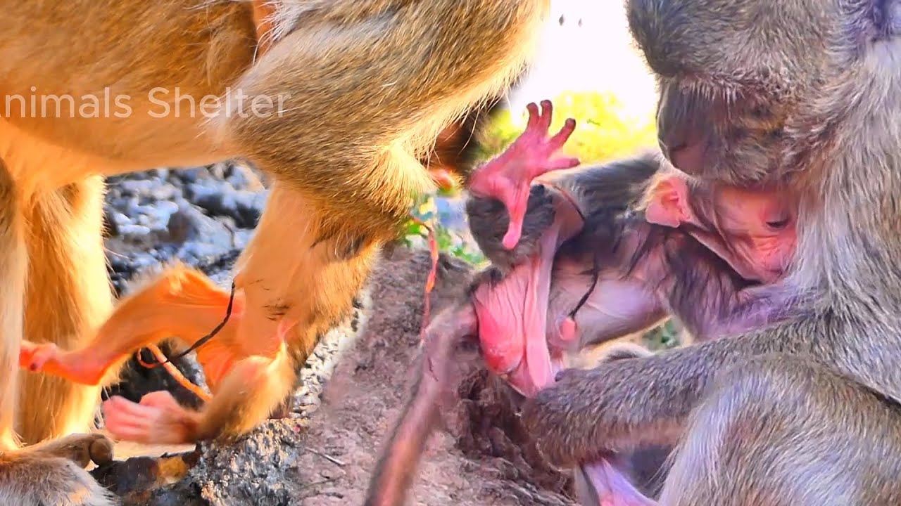 Calm Family Moment — Mama Monkey Gently Adjusts While Staying Close to Her Newborn 🐒❤️.