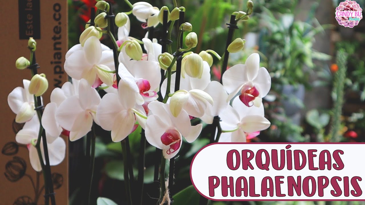 Expertos nos enseñan cómo cuidar Orquídeas Phalaenopsis: Plantas Epífitas de interior │Candy Bu