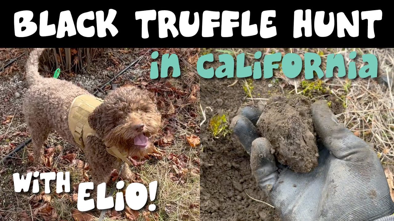 Black Truffle Hunt with Elio - Northern California Orchard