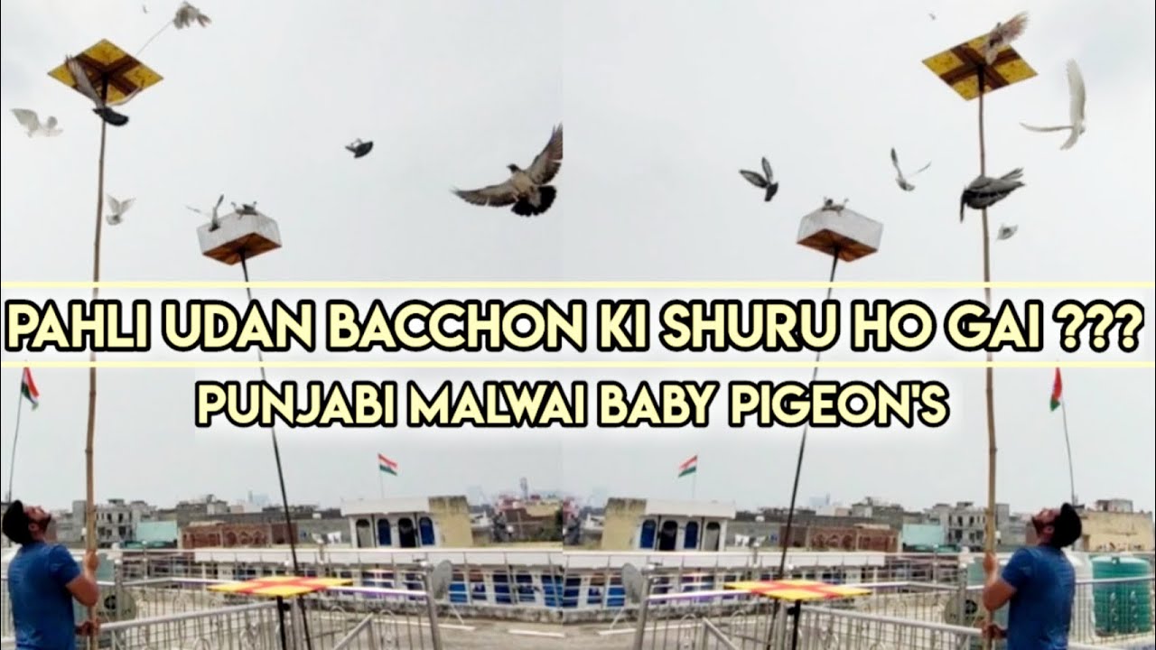 PAHLI UDAN BACCHON KI SHURU HO GAI PUNJABI MALWAI KABOOTAR ( KABOOTARBAZI )