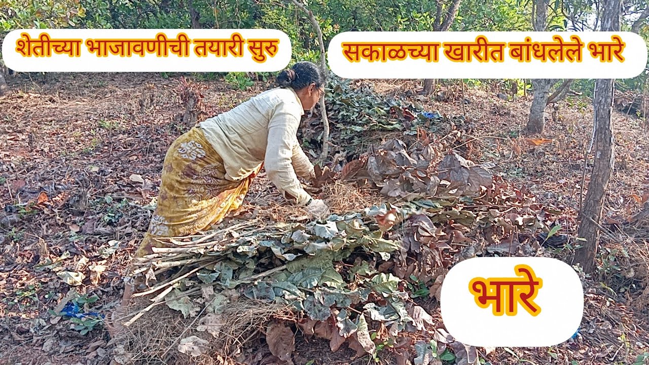 सकाळच्या खारीत बांधलेले भारे😇 शेतीच्या भाजावणीची तयारी सुरु 🤩सकाळी खुप खार पडली