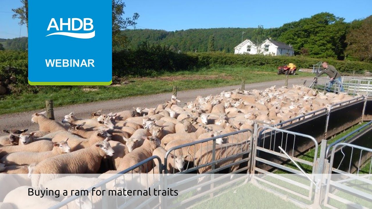 Buying a ram for maternal traits