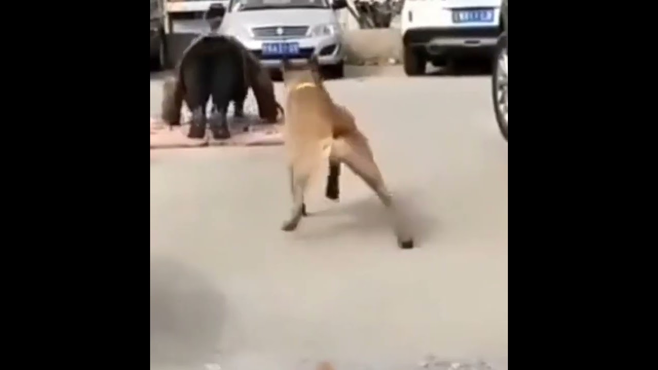 funny dog exercise || 