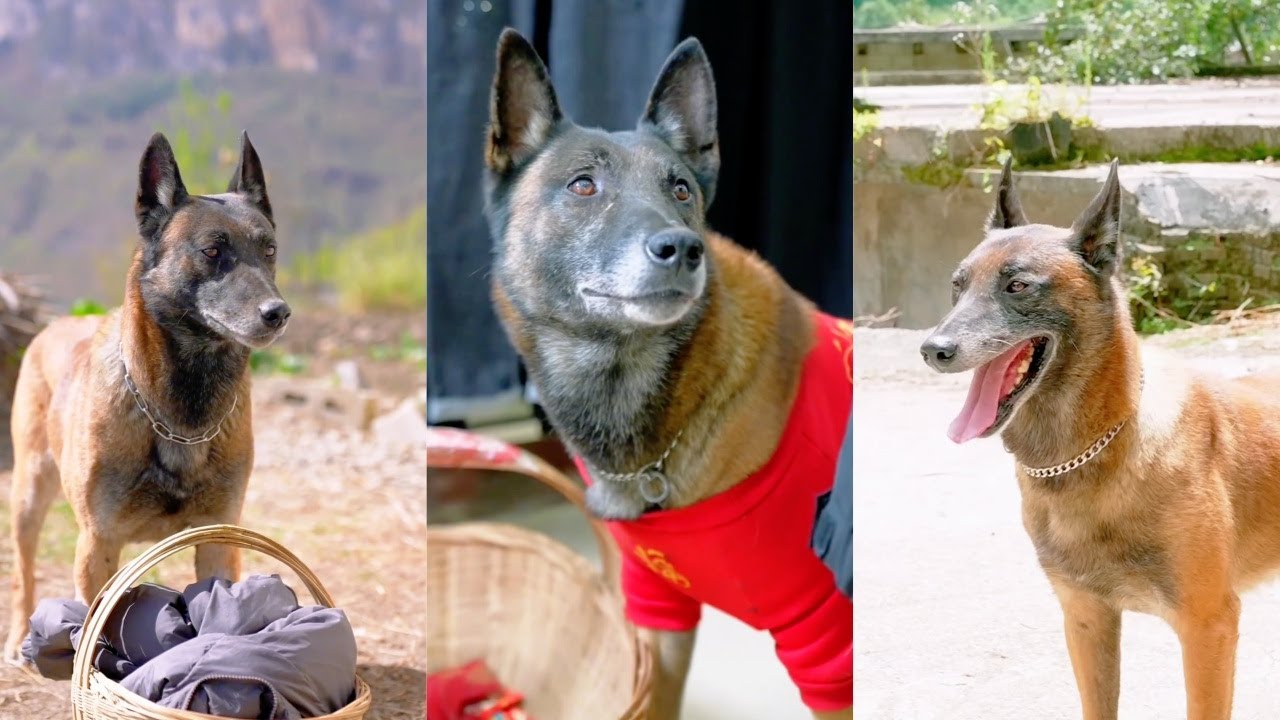 神奇狗狗：善良有爱助人为乐，成就家人和乡亲生活中的小幸福！🐶❤️
