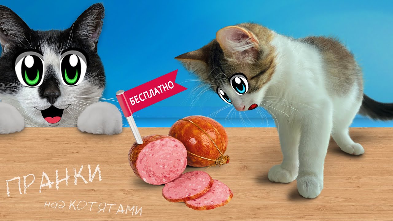 ПРАНКИ НАД КОТЯТАМИ! СМЕШНЫЕ КОТИКИ ЮГИ и ЯНИ РАЗЫГРАНЫ! КОТ МАЛЫШ и КОШКА МУРКА и НОВЫЕ ПРИКОЛЫ