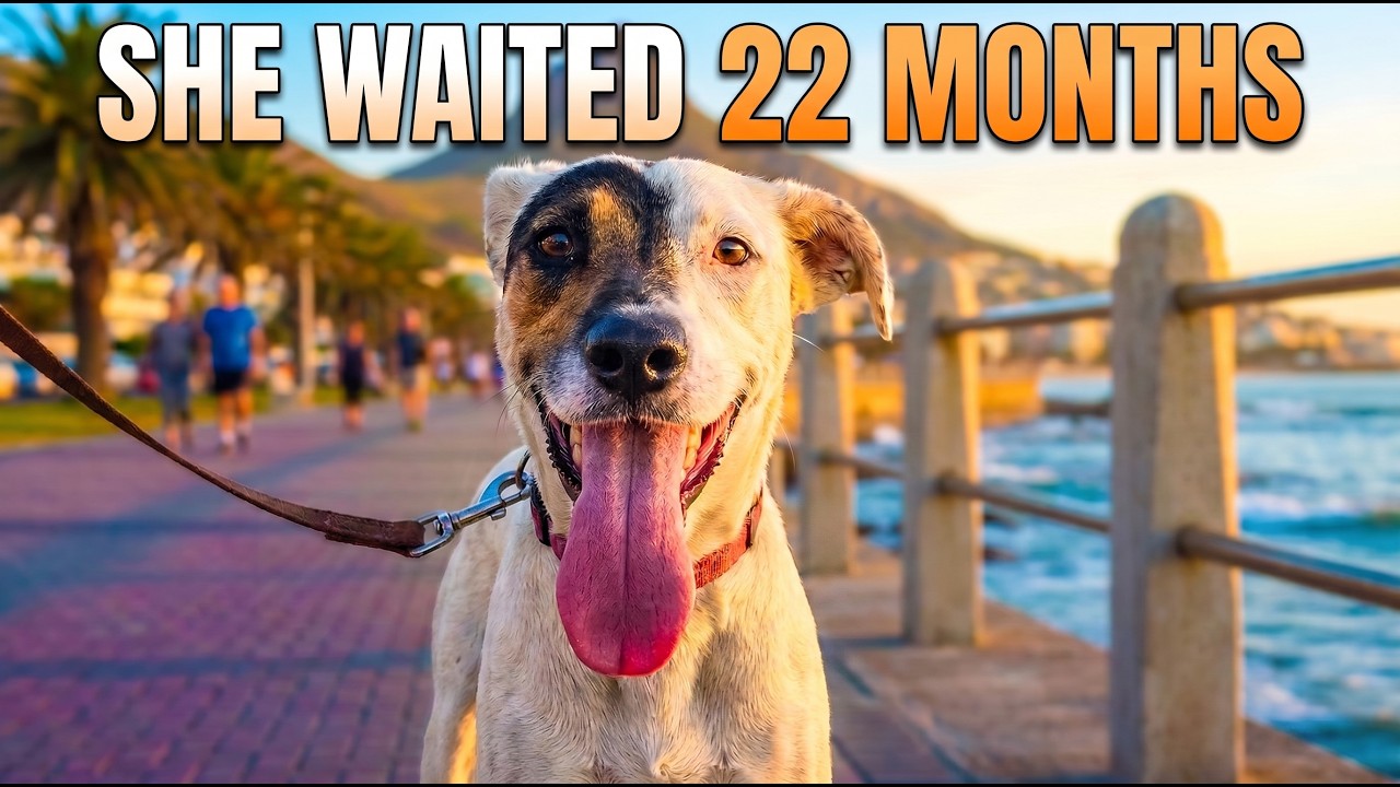 Relaxing POV Walk with Rescue Dogs Judy & Corey on the promenade