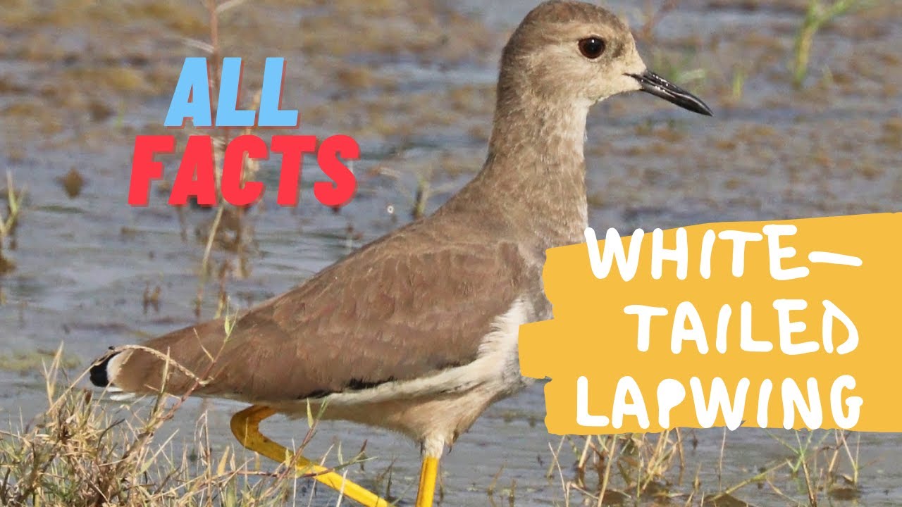 White-tailed Lapwing facts 🦜 White-tailed Plover 🦜 breeds in Iraq, Iran and southern Russia