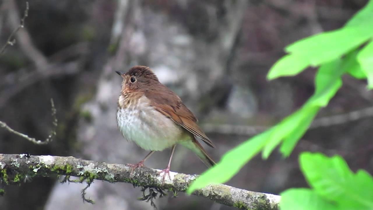 Swainson's Thrush