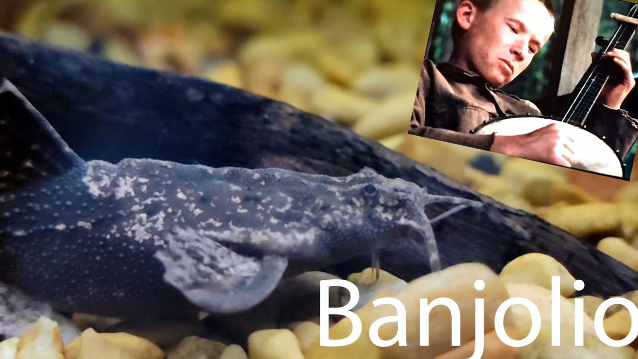 Basic Info, The Banjo Catfish