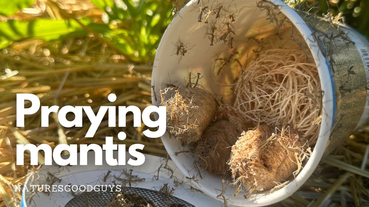 Praying mantis hatching compilation video by NaturesGoodGuys