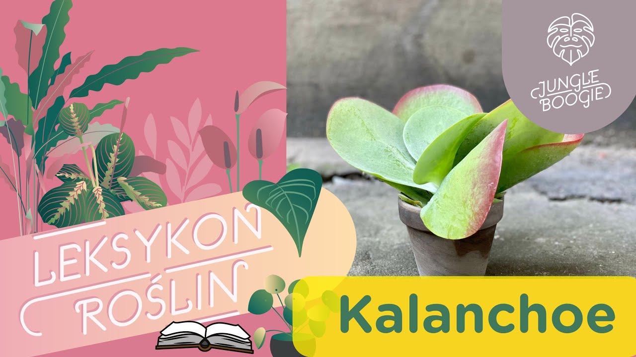 Jak dbać o kalanchoe? // Uprawa i pielęgnacja kalanchoe