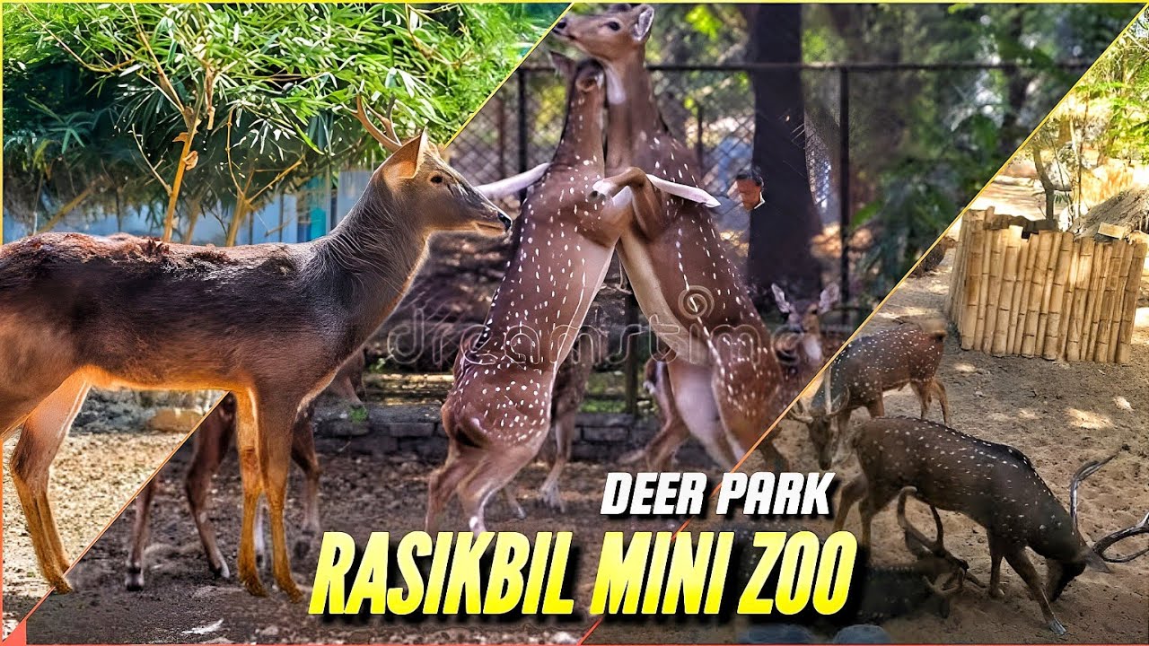 Deer Monkey world cup 2022 | Animal planet|Discovery| National park #trending #shorts #fifa
