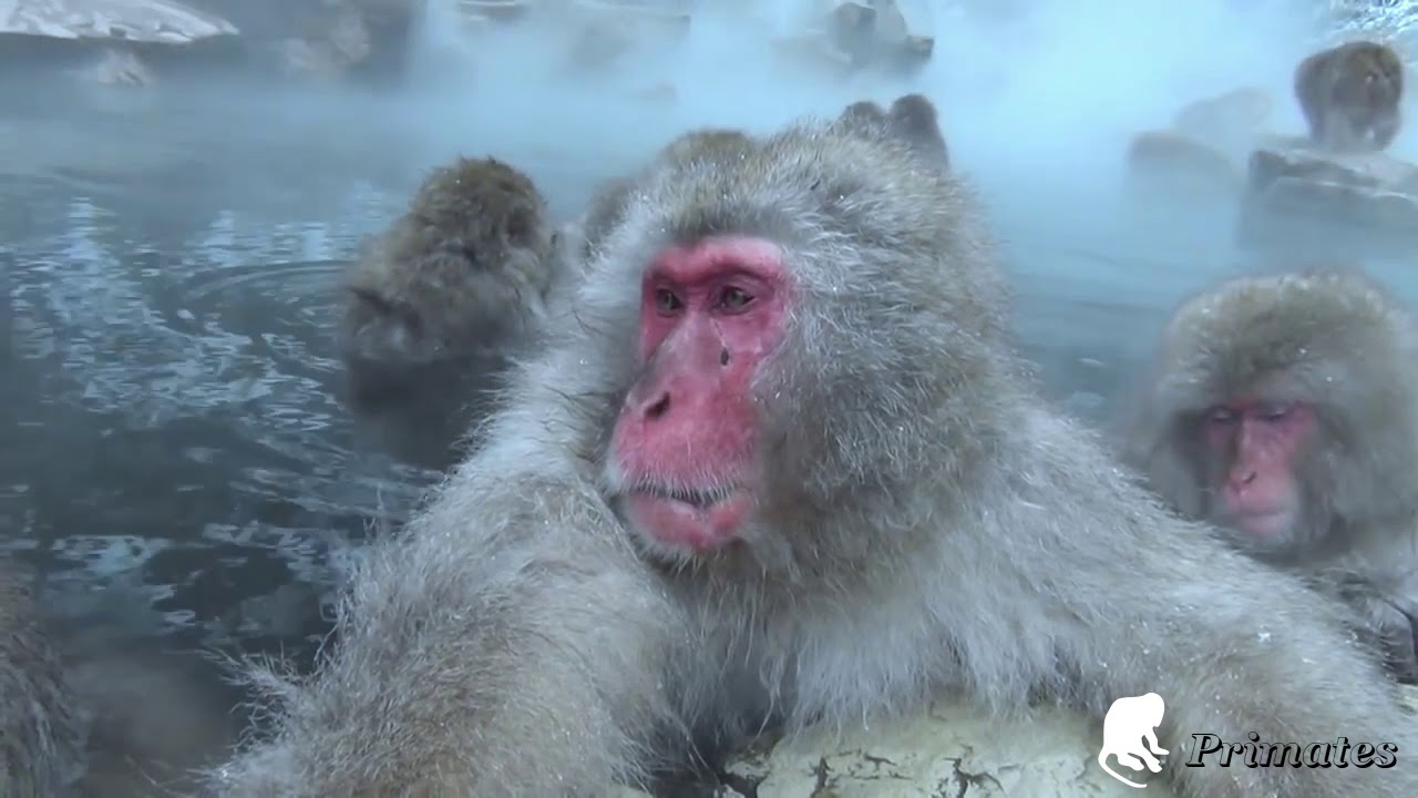 Primates que viven en aguas termales, conoce al Macaco Japon&eacute;s