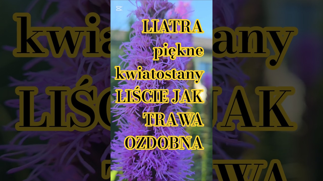 Liatra kłosowa najpierw jak trawa ozdobna a potem piękne dorodne kolby 