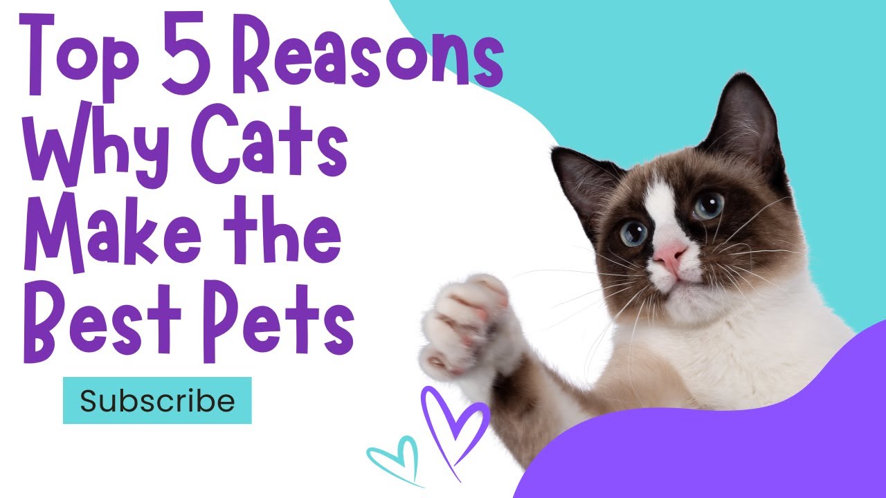 Top 5 Reasons Why Cats Make the Best Pets