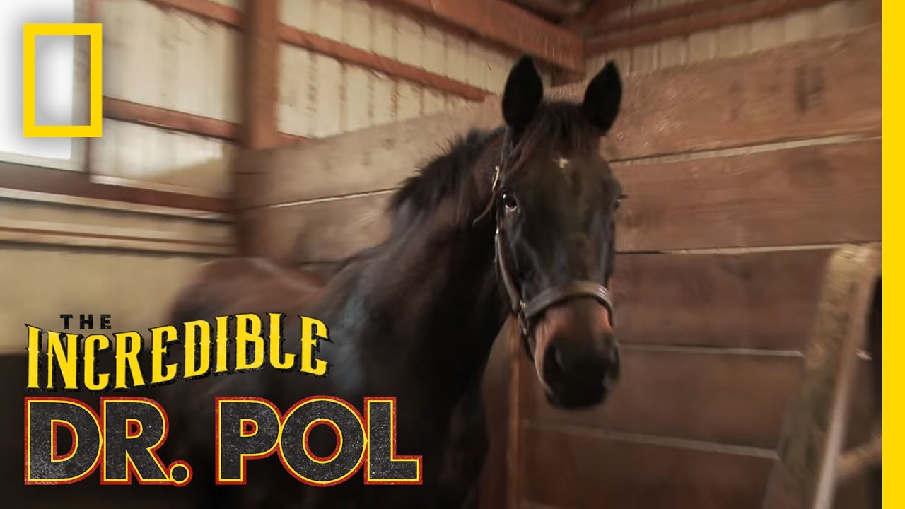 Checking the Horses | The Incredible Dr. Pol