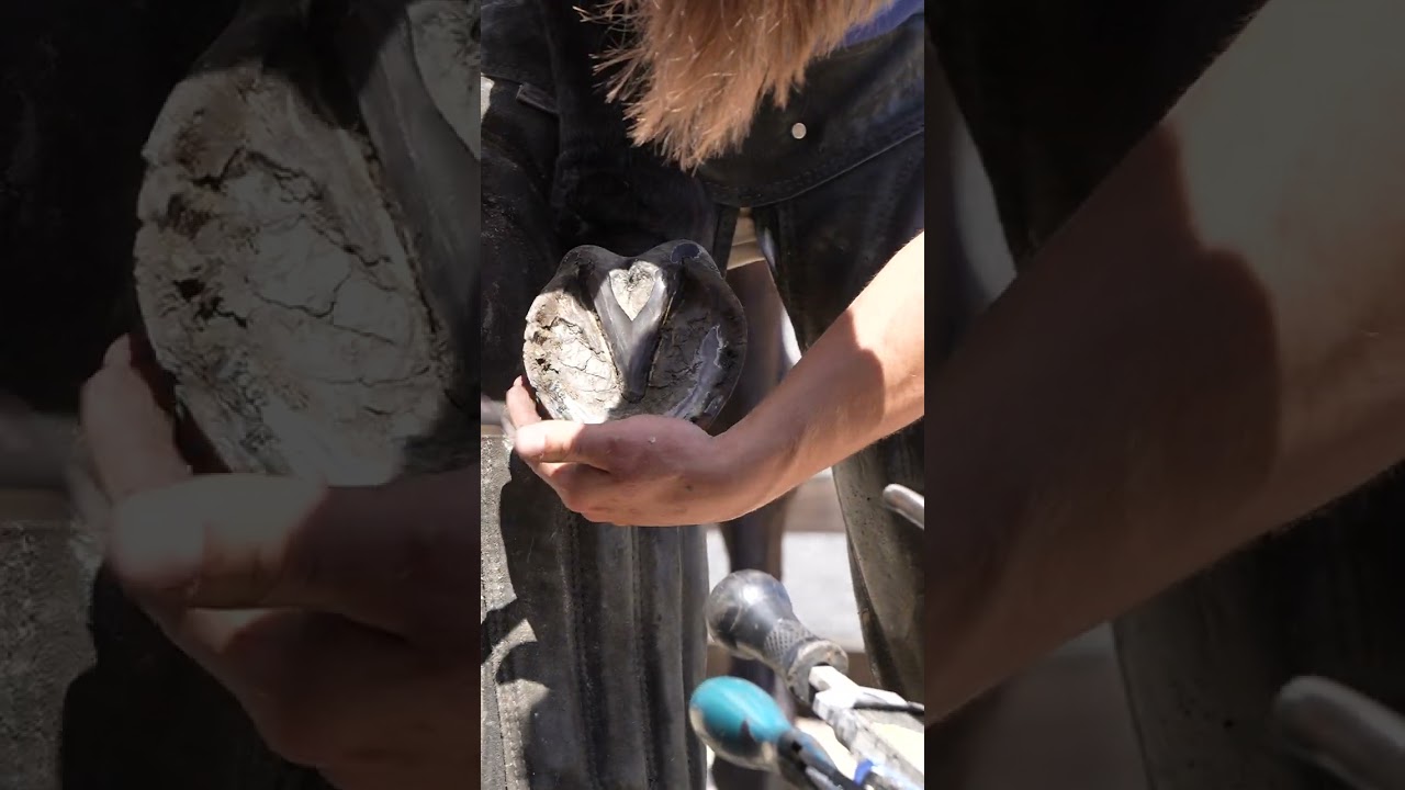 The Art of Hoof Trimming: Techniques & Benefits Explained