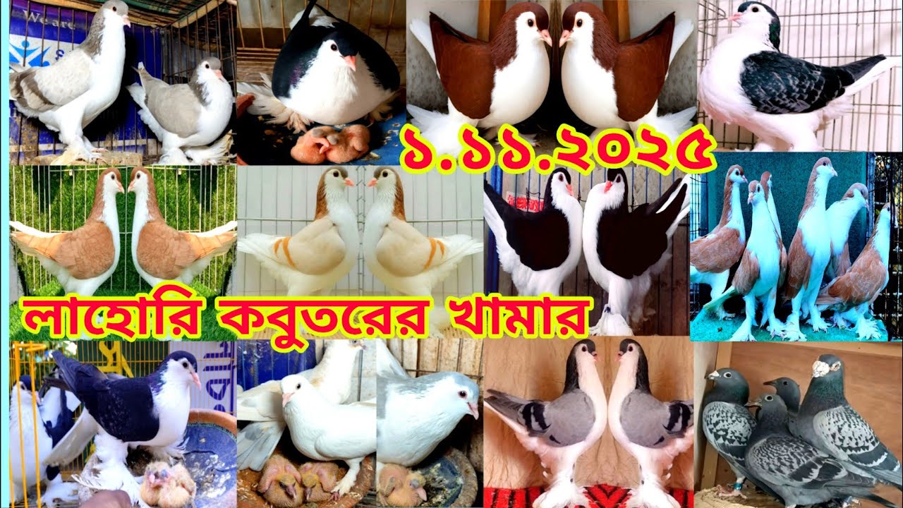 লাহোরি কবুতরের দাম ।।l lahori kabootar price ।। ডিম বাচ্চা সহ কবুতর কিনুন ১০০%