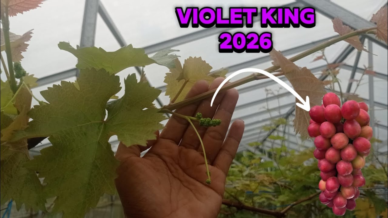 Terkini!! Anggur violet king berbunga dan semoga saja finish dg mulus #violetking #rostock