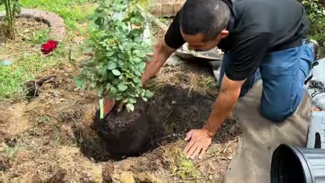 Cómo plantar los rosales les compartimos los secretos para tener un jardín lindo #diy #rosas#jardin