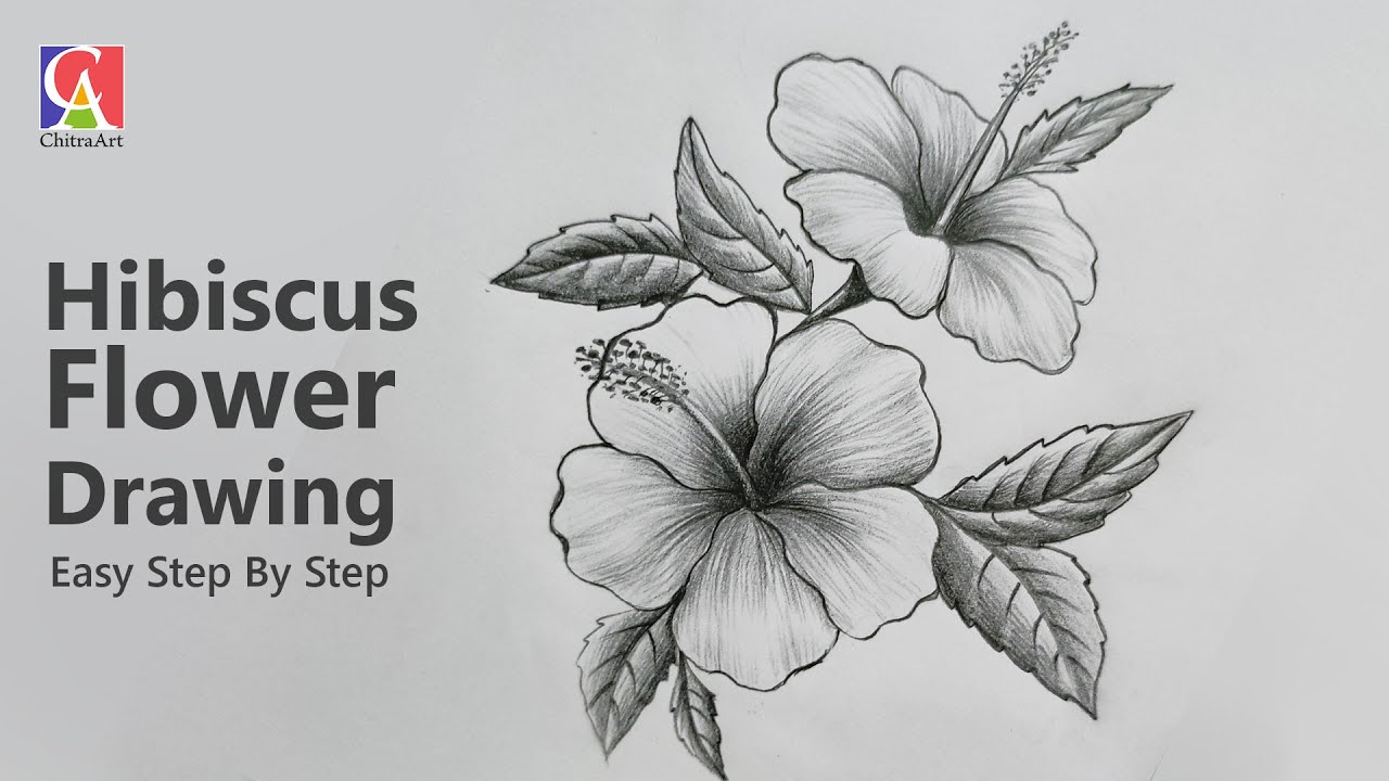 How To Draw Hibiscus Flower | Step By Step Drawing with Shading | Video for Beginners | 4K Video