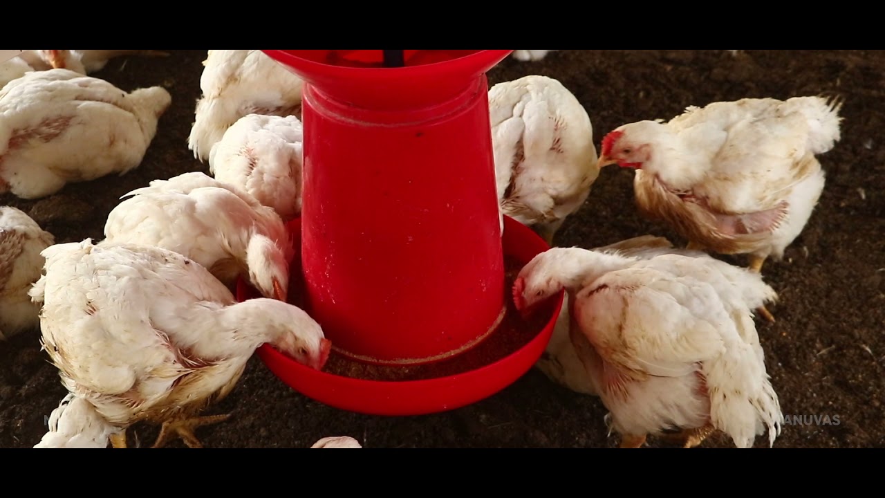 POULTRY BIOSECURITY  | IDP OF TANUVAS