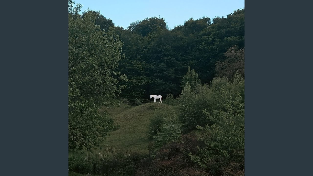a lonely white horse in the meadow
