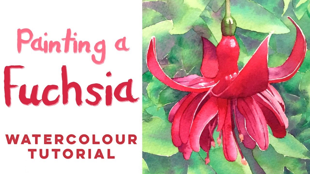 How to paint a fuchsia flower with watercolours // Step by step watercolour tutorial