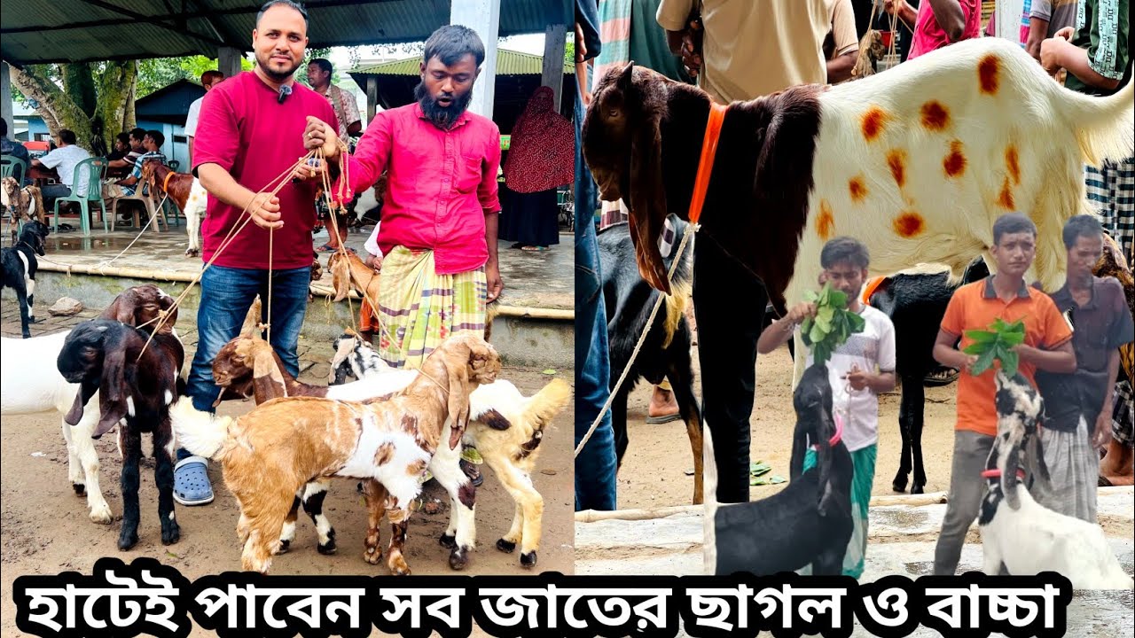 চাঁর দাঁতের দুধের ছাগলের দাম পানির দামে বিক্রি হচ্ছে/ছাগল হাটে প্রচুর ছাগল আমদানি