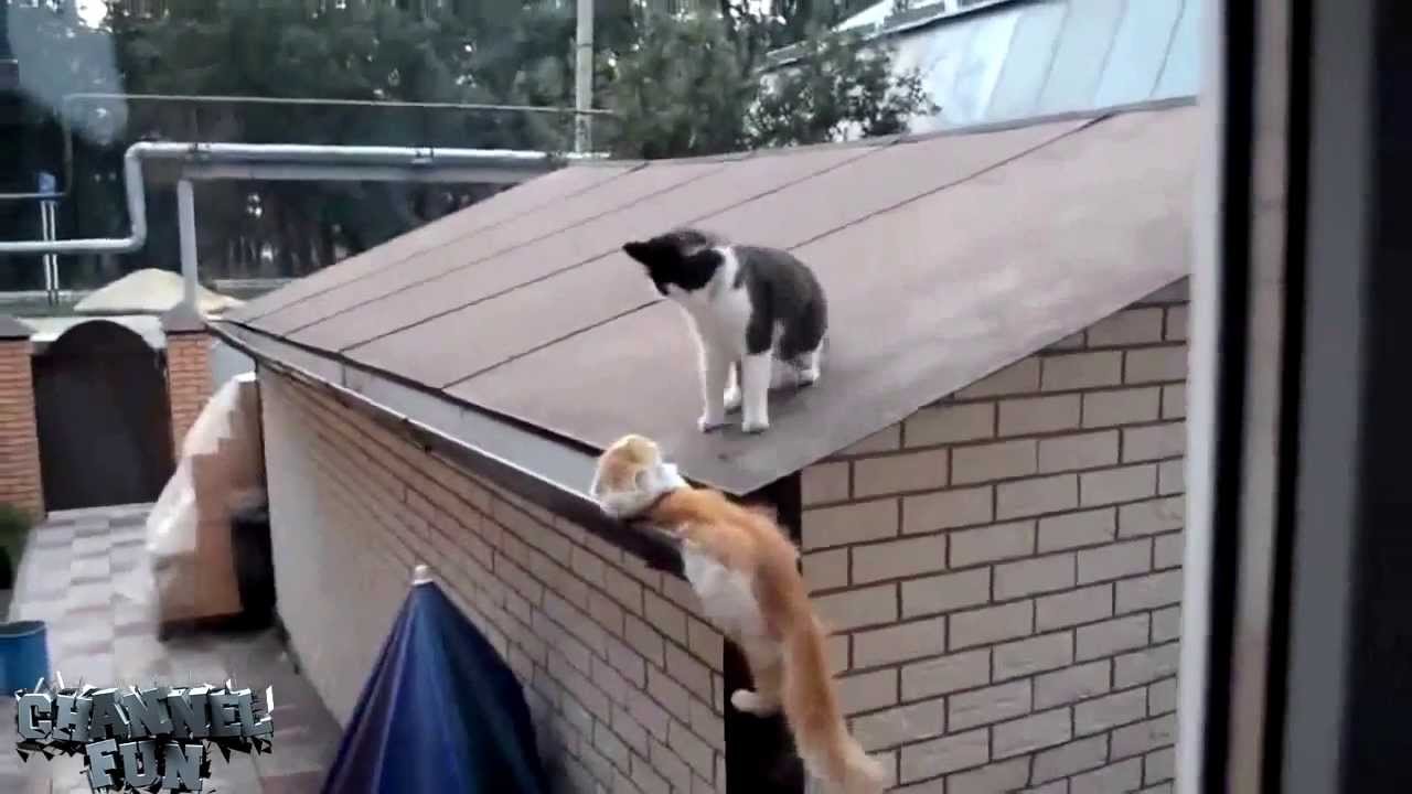 BEST FUNNY ANIMALS COMPILATION 2013 - 2014