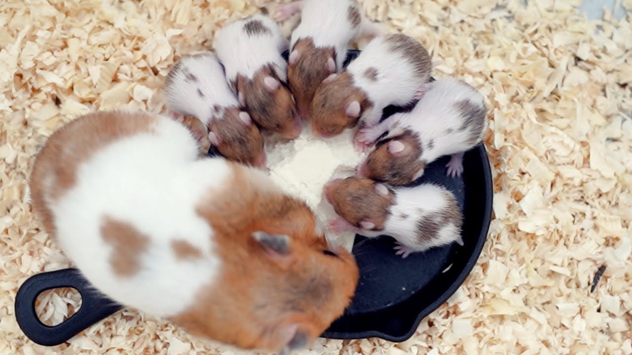 赤ちゃんハムスターが初めて豆腐を食べる時、母ハムは･･･