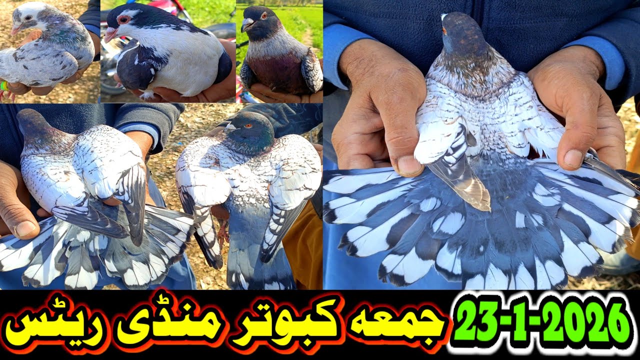 Friday Pigeon Market New Updates | ColorFull Pigeons Available In Market |Rare Birds | Kabutar Mandi