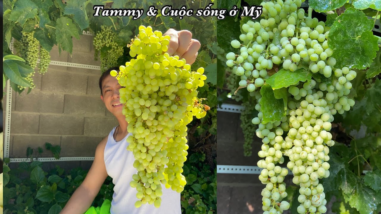 Thu hoạch ĐÀO vườn nhà ở Mỹ - HÁI NHO giàn nho mê ly siêu nhều trái (Harvesting Grapes, Donut Peach)