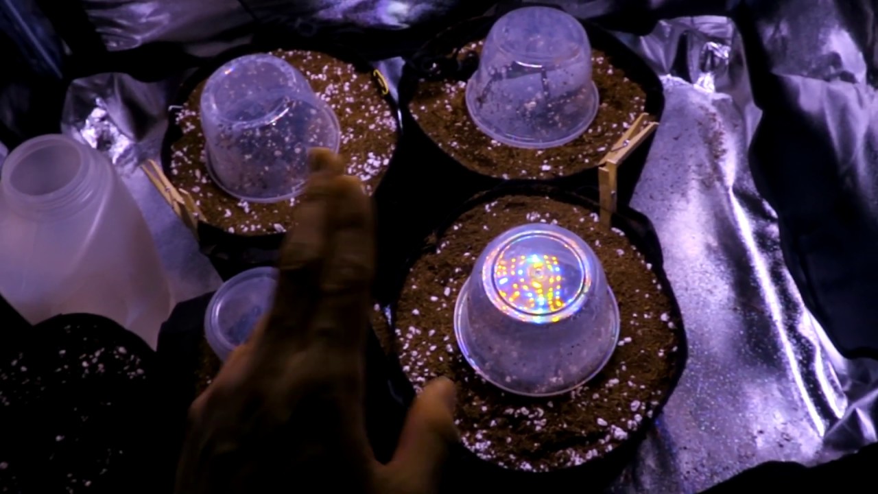 OGeez: 4x4 Grow Season 2 week 1 6 Strains Photoperiod & Auto