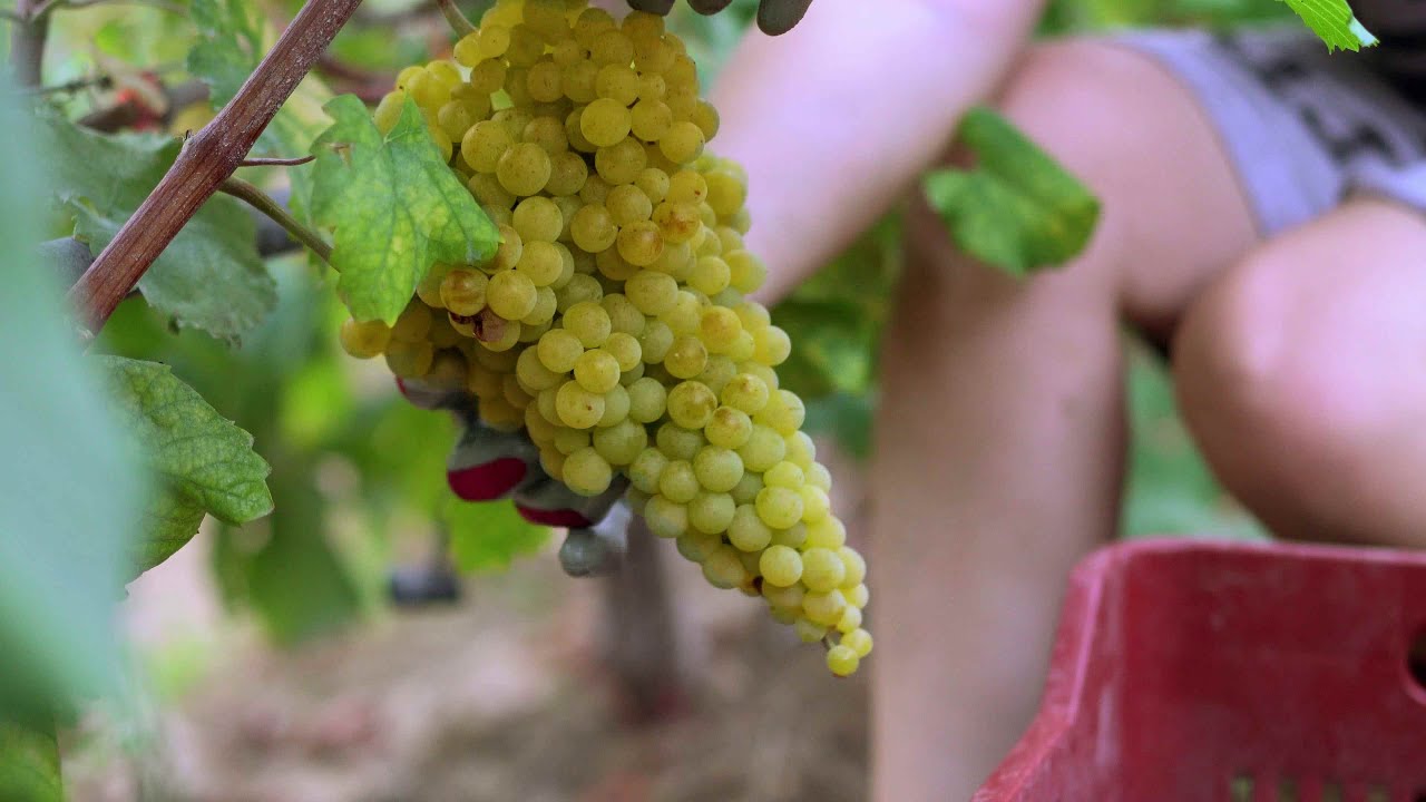 A Vineyard Cinderella