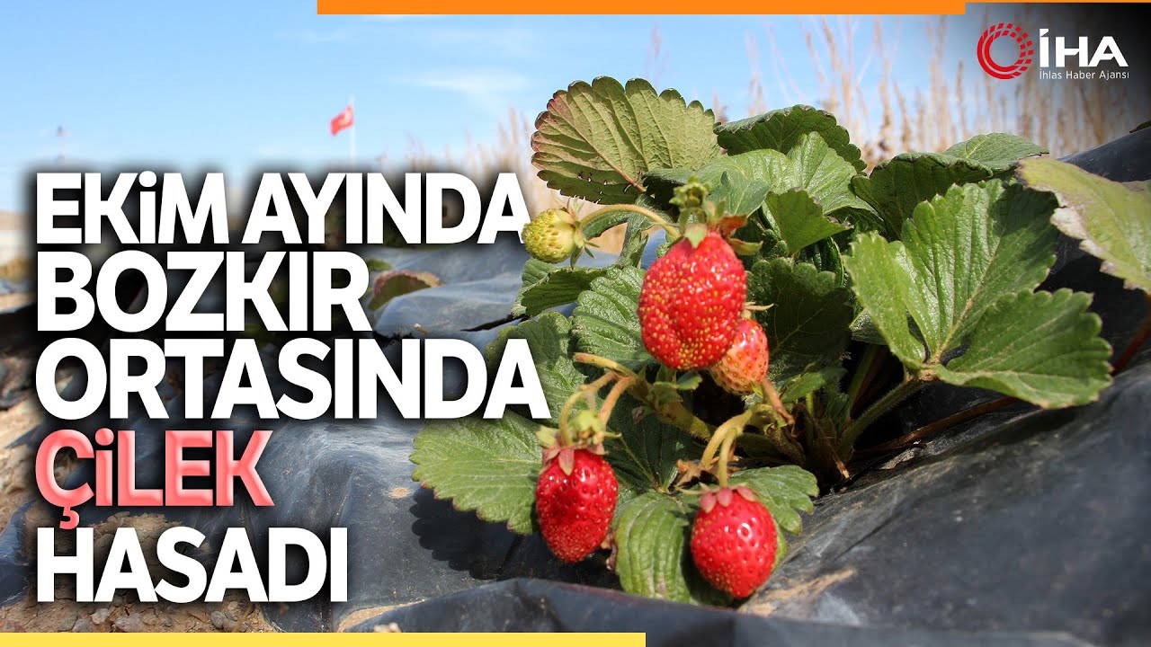 Çilek Yetişmez Denilen Sivas’ta Ekim Ayında Çilek Hasadı