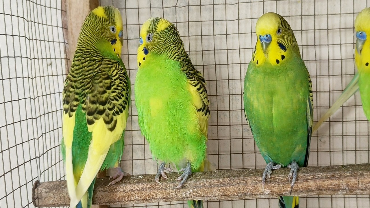 3 Hour  Cute Pet Budgies Chirping, Nature Parakeets Bird Sound to Reduce Stress