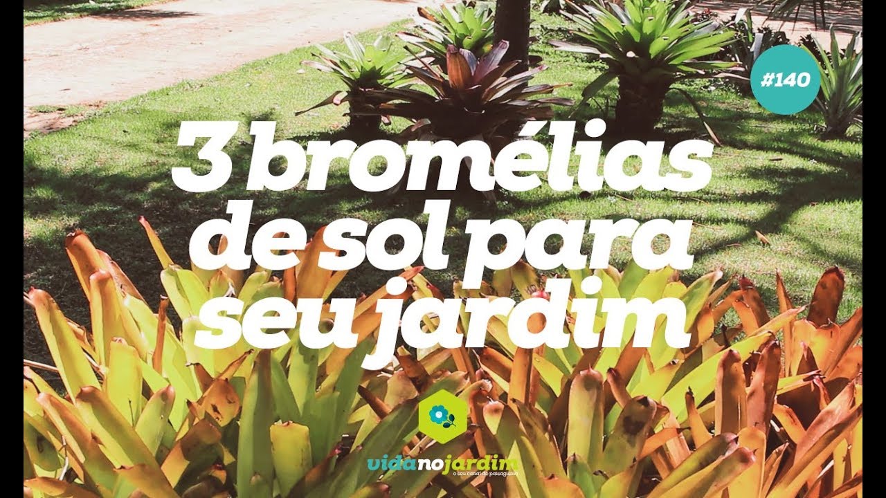 3 bromélias de sol para seu jardim
