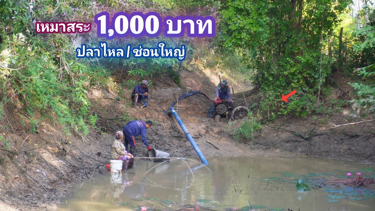เหมาสระ 1,000 บาท เจอเเล้วถิ่นปลาไหลใหญ่ ที่ตามหา ปลาช่อนใหญ่จัดเต็ม / บ้านนอก EP.856
