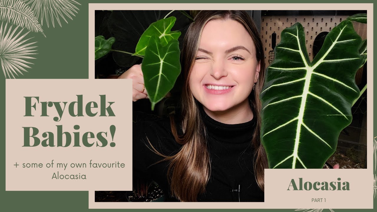 Alocasia: Making Babies & why to NEVER throw out your Alocasia! (PART 1)