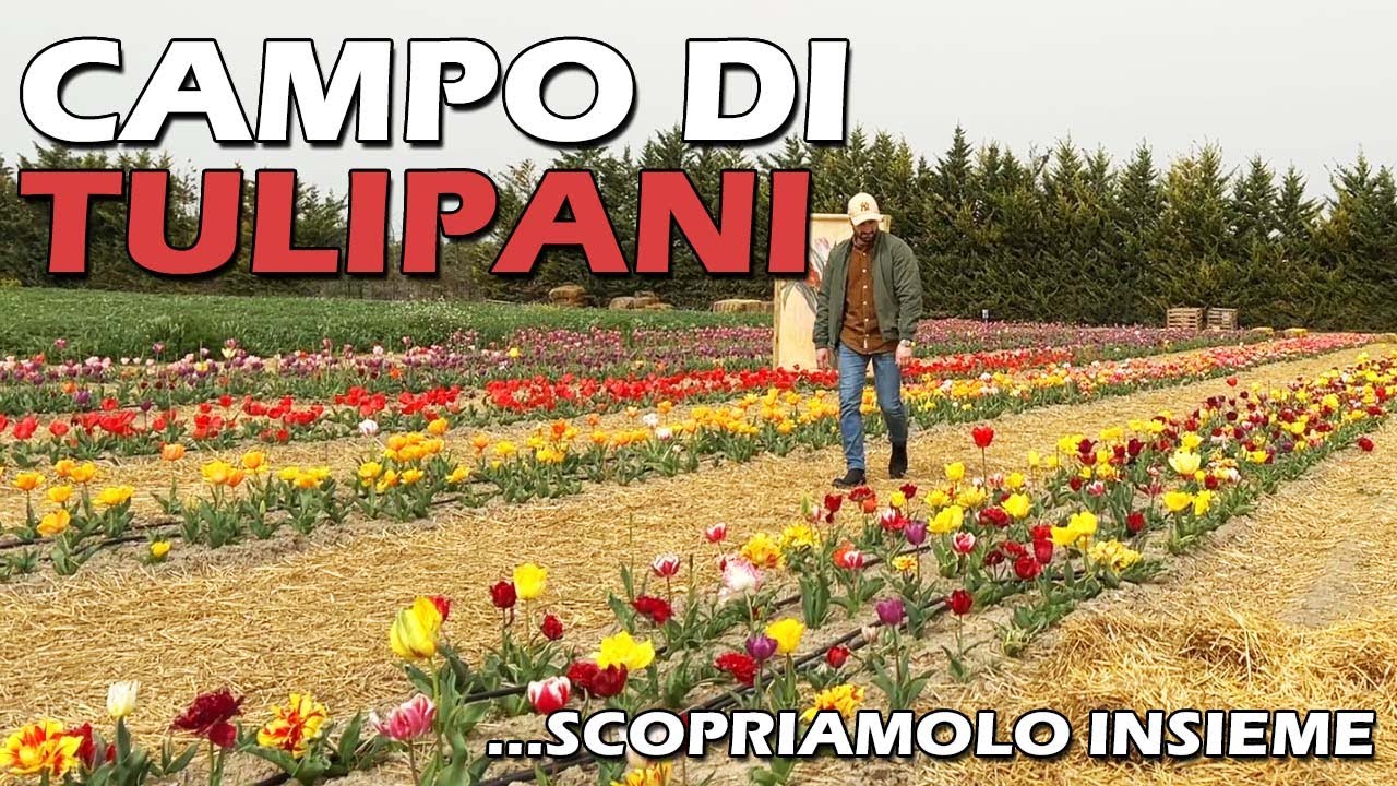CAMPO DI TULIPANI...SCOPRIAMOLO INSIEME